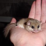 Dormouse_on_hand