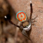 jurgenottopeacockspider5-720x807