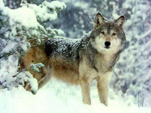 Wolf_wolf_1