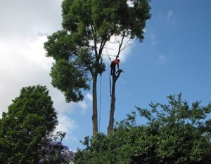 Arborist_landing