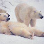 Polar Bear_1