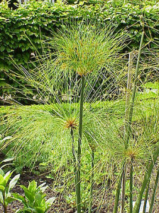 275px-Cyperus_papyrus6