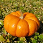 pumpkin-symbol