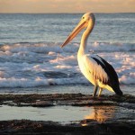 pelican_003