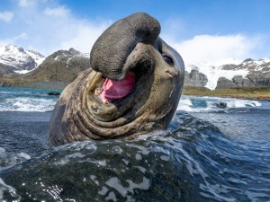 elephant-seal-joy-w0mrn8et8u