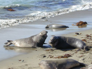 elephant-seal8