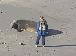 elephant-seal9