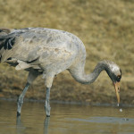 common-crane-hunting-for-a-meal-in-water-00518ec7141e7959b4540e7ab3