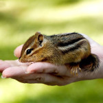 950443__baby-chipmunk_p