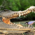 nile-crocodile-and-egyptian-plover