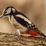 woodpecker12