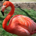 6.-flamingo