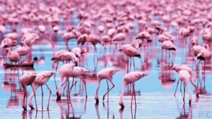 Ozero-rozovoe-ot-obiliya-flamingo